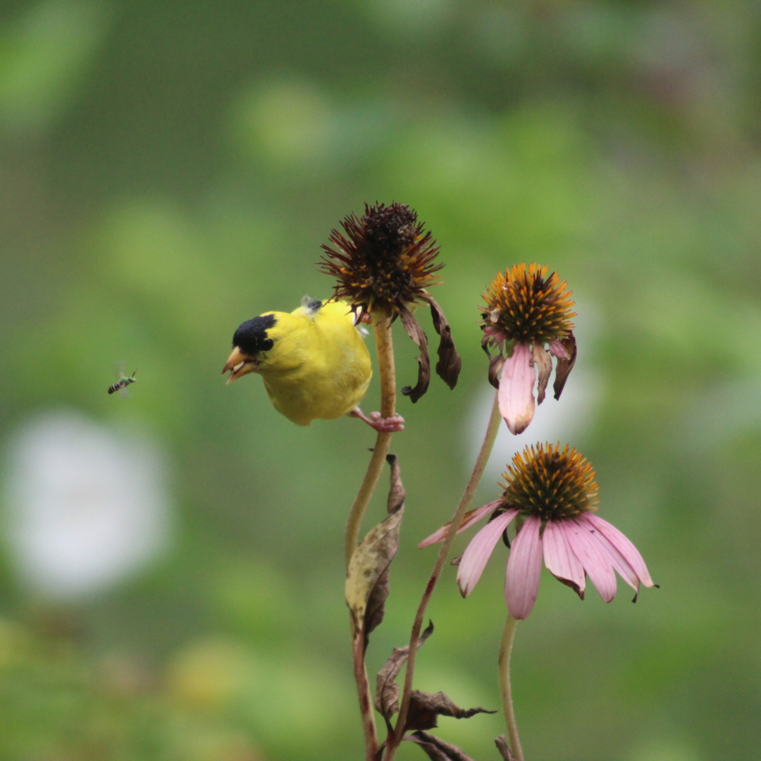 An American Goldfinch perches on a dried out purple coneflower stem, eating seeds from the flower head